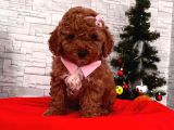 Tooy poodle cinsi yavrular DİŞİ erkek mevcuttur 