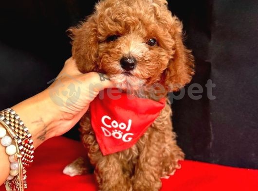 Mini Boy Puppy Kıpkırmızı Ev Üretimi  Tooy Poodle 