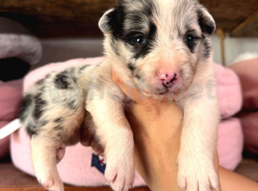 Border Collie Bebekler İçin Acele Edin