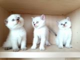 Birbirinden tatlı british Shorthair ve scotish fold yavrular