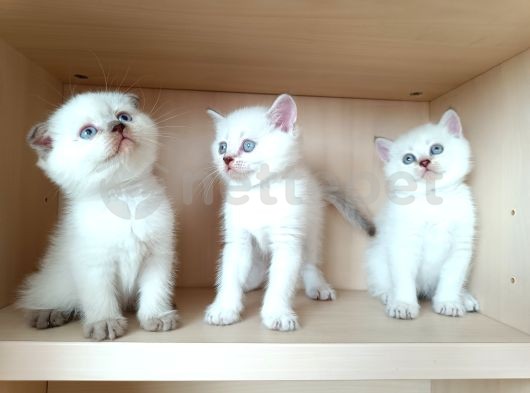 Birbirinden Tatlı British Shorthair Ve Scotish Fold Yavrular