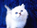 Üst seviye silver british shorthair yavrumuz ns1133