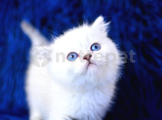 Üst Seviye Silver British Shorthair Yavrumuz Ns1133