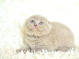 Topaç Kafa Lilaç Scottish Fold