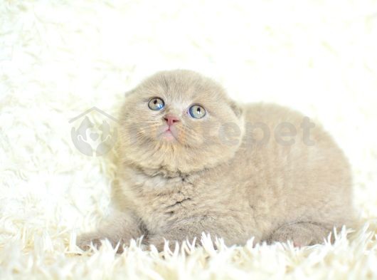 Topaç Kafa Lilaç Scottish Fold