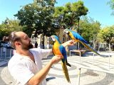 EĞİTİMLİ UYSAL MACAW PAPAĞANI