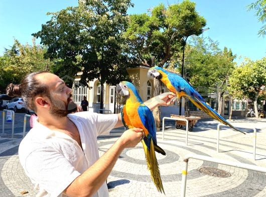 Eğitimli Uysal Macaw Papağanı