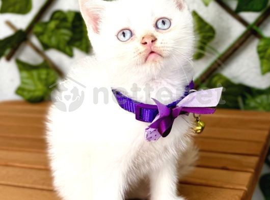 British Shorthair Redpoint Karbeyazı Erkeğimiz