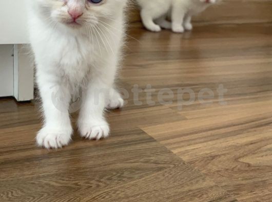 Bembeyaz British Shorthair Yavrular