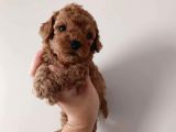 Mini boy puppy kıpkırmızı ev üretimi  TOOY POODLE 