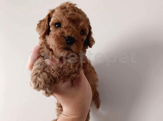 Mini Boy Puppy Kıpkırmızı Ev Üretimi  Tooy Poodle 