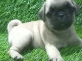 PUG MOPS HARİKA BEBİŞLER