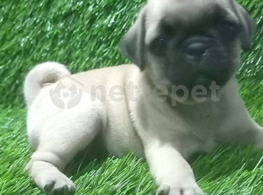 Pug Mops Harika Bebişler