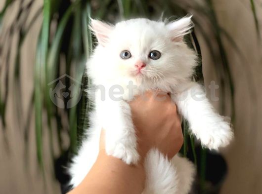 Güzellik Abdidesi Sevecen British Longhair Yavrumuz