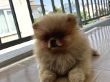 Pomeranian boo tedy bear erkek yavru