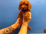 TÜY DÖKMEYEN HARİKA TOY POODLE YAVRULAR 