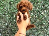 KORE RED BROWN TOY POODLE