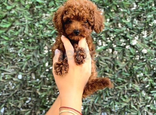 Kore Red Brown Toy Poodle