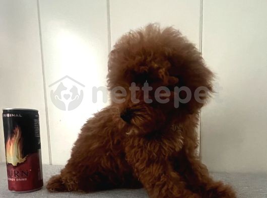 2 Aylık Toy Poodle Dişi Red Brown