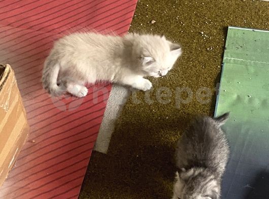 Scottish Fold Ve British Yavrular 