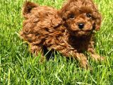 ORJİNAL TOY POODLE RED BROWN