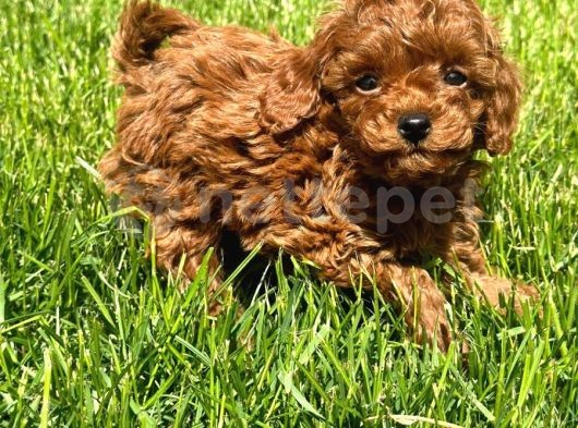 Orjinal Toy Poodle Red Brown