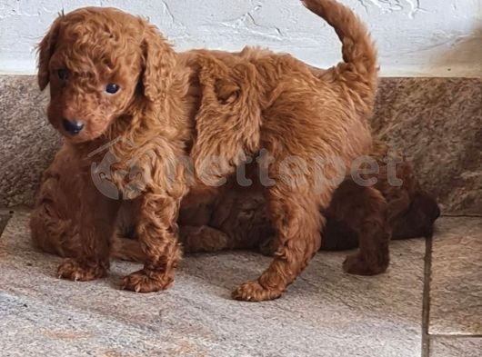 Toy Poodle Saf Red Brown Orjinal