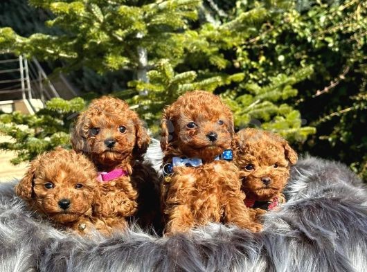 Mini Boy Puppy Kıpkırmızı Ev Üretimi  Tooy Poodle 