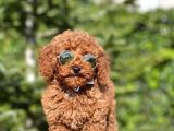 Mini boy puppy kıpkırmızı ev üretimi  TOOY POODLE 