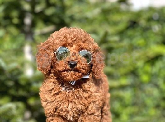 Mini Boy Puppy Kıpkırmızı Ev Üretimi  Tooy Poodle 