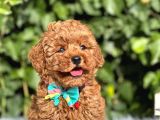 Mini boy puppy kıpkırmızı ev üretimi  TOOY POODLE 