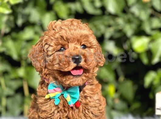 Mini Boy Puppy Kıpkırmızı Ev Üretimi  Tooy Poodle 