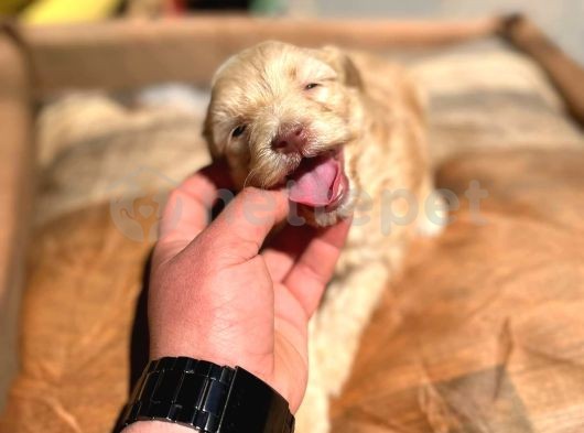 Irk Ve Sağlıkk Garantili Maltipoo Yavrular 