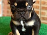 Safkan French Bulldog Black Tan Erkek Yavrumuz