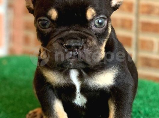 Safkan French Bulldog Black Tan Erkek Yavrumuz