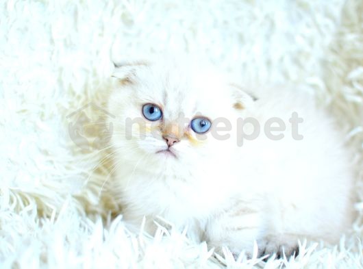 Tatlı Suratıyla Ns25 Scottish Fold Shorthair Yavrumuz