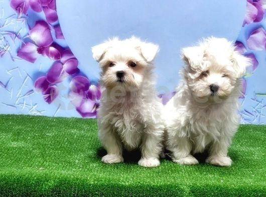 Maltese Terrier Yavrusu  