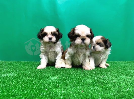 Shih Tzu Yavrusu 