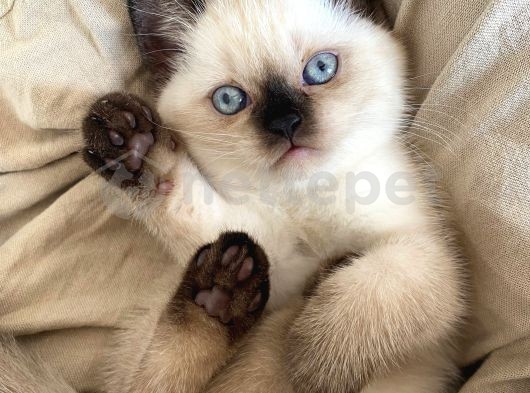 2 Aylık British Shorthair Blue Point Yavrumuz