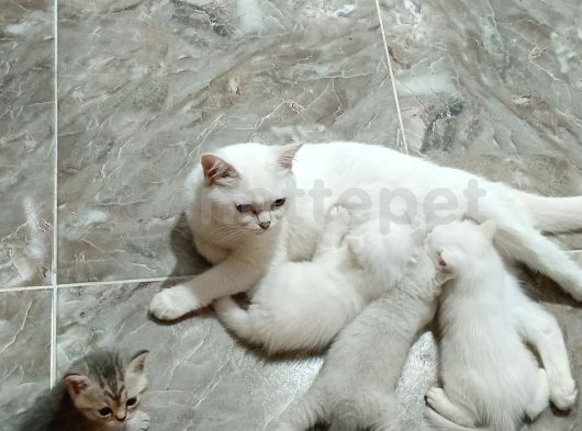 British Shorthair Yavrular