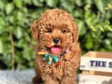 Mini boy puppy kıpkırmızı ev üretimi  TOOY POODLE 