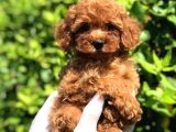 Mini boy puppy kıpkırmızı ev üretimi  TOOY POODLE 