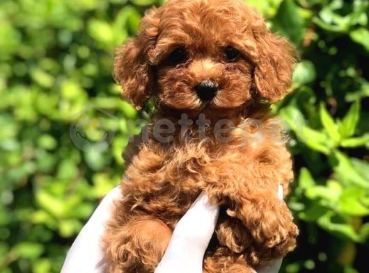 Mini Boy Puppy Kıpkırmızı Ev Üretimi  Tooy Poodle 