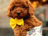 Mini boy puppy kıpkırmızı ev üretimi  TOOY POODLE 