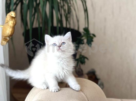 İnsan Canlısı Sevecen British Shorthair Yavru