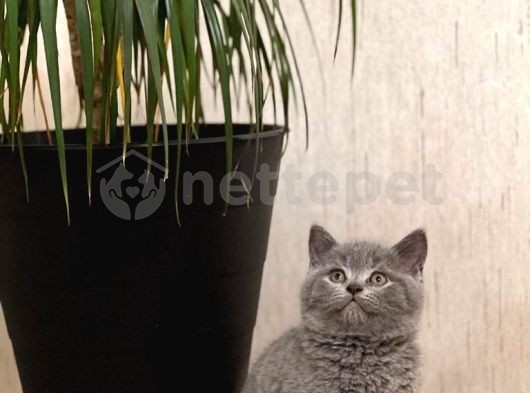 Blue Sevecen British Shorthair Yavrularım