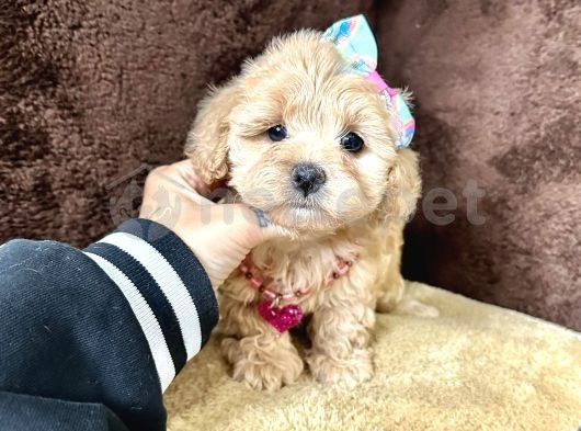 Maltipoo Sevimli Mini Boyut Bebekler 