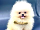 Pomeranian Boo Sevimli Mini boy Yavrular 