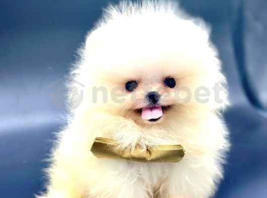 Pomeranian Boo Sevimli Mini Boy Yavrular 