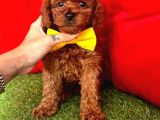 Red Brown Toy Poodle Yavrular 